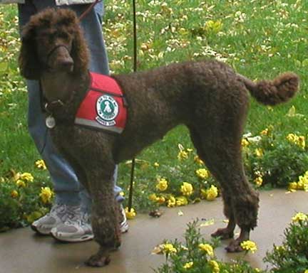 poodle psychiatric service dog