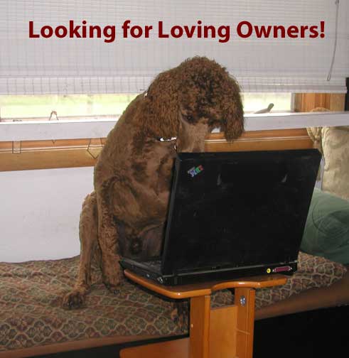 standard poodle puppies for sale standard poodle puppies for sale standard poodle puppies for sale standard poodle puppies for sale