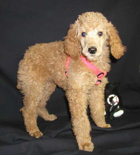 purebred poodle price