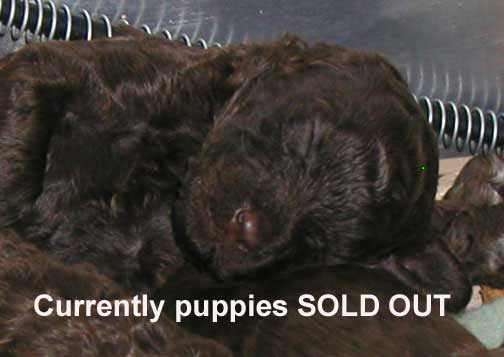 puppies for sale in wisconsin 100 302 found puppies for sale in wisconsin 100 302 found