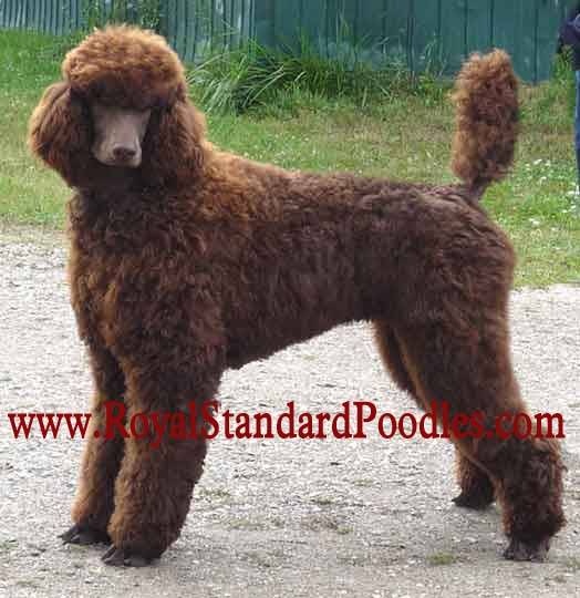 largest poodle breed