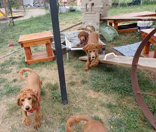 12wkPetuniaAzzaredstandardpoodles03 12wkPetuniaAzzaredstandardpoodles03