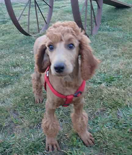 12wkPetuniaredstandardpoodles