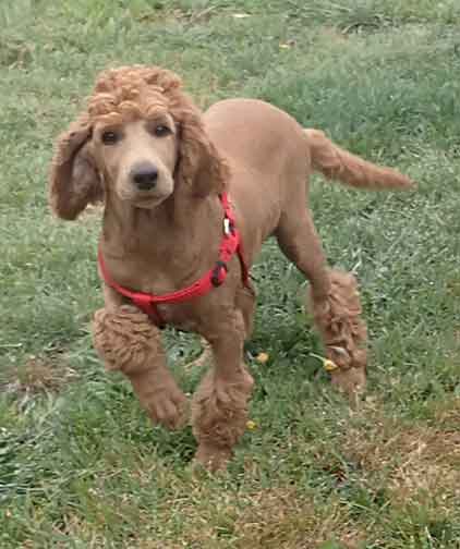 12wkPetuniaredstandardpoodles04 12wkPetuniaredstandardpoodles04