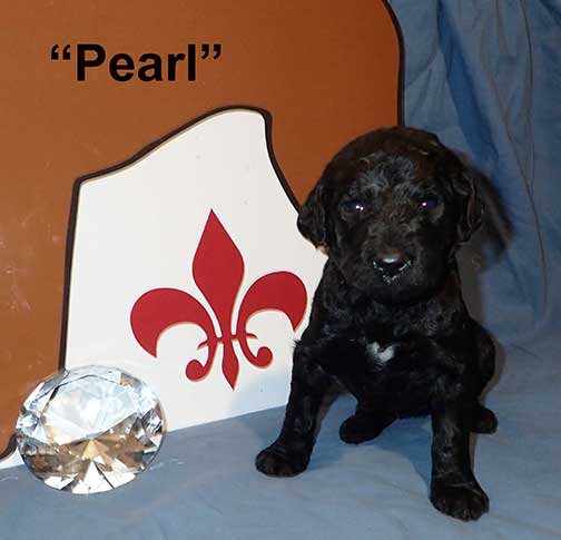 3wkPearl5052Royalstandardpoodle