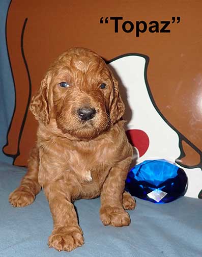 3wks5897TopazRoyalstandardpoodle