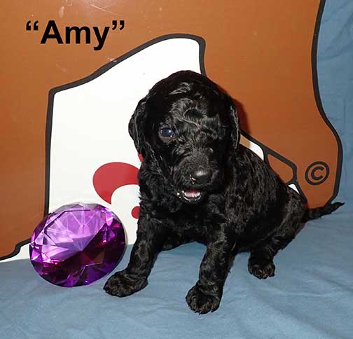 3wksAmy3852Royalstandardpoodle