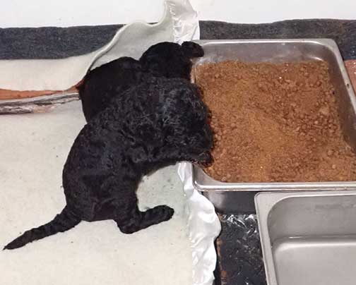 5wkRoyalstandardpoodlepuppiesforsalenbd03