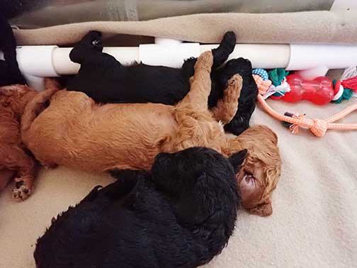 5wkRoyalstandardpoodlepuppiesforsalenbd04