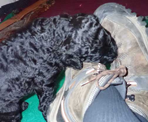 5wkRoyalstandardpoodlepuppiesforsalenbd07