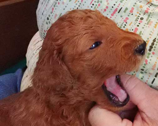 5wkRoyalstandardpoodlepuppiesforsalenbd09
