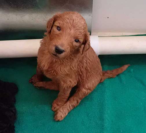 5wkRoyalstandardpoodlepuppiesforsalenbd10