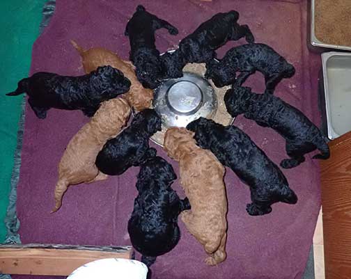 5wkRoyalstandardpoodlepuppiesforsalenbd12