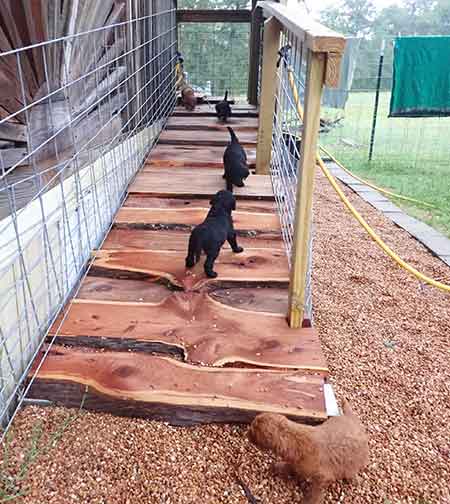 5wkRoyalstandardpoodlepuppiesforsalenbd21