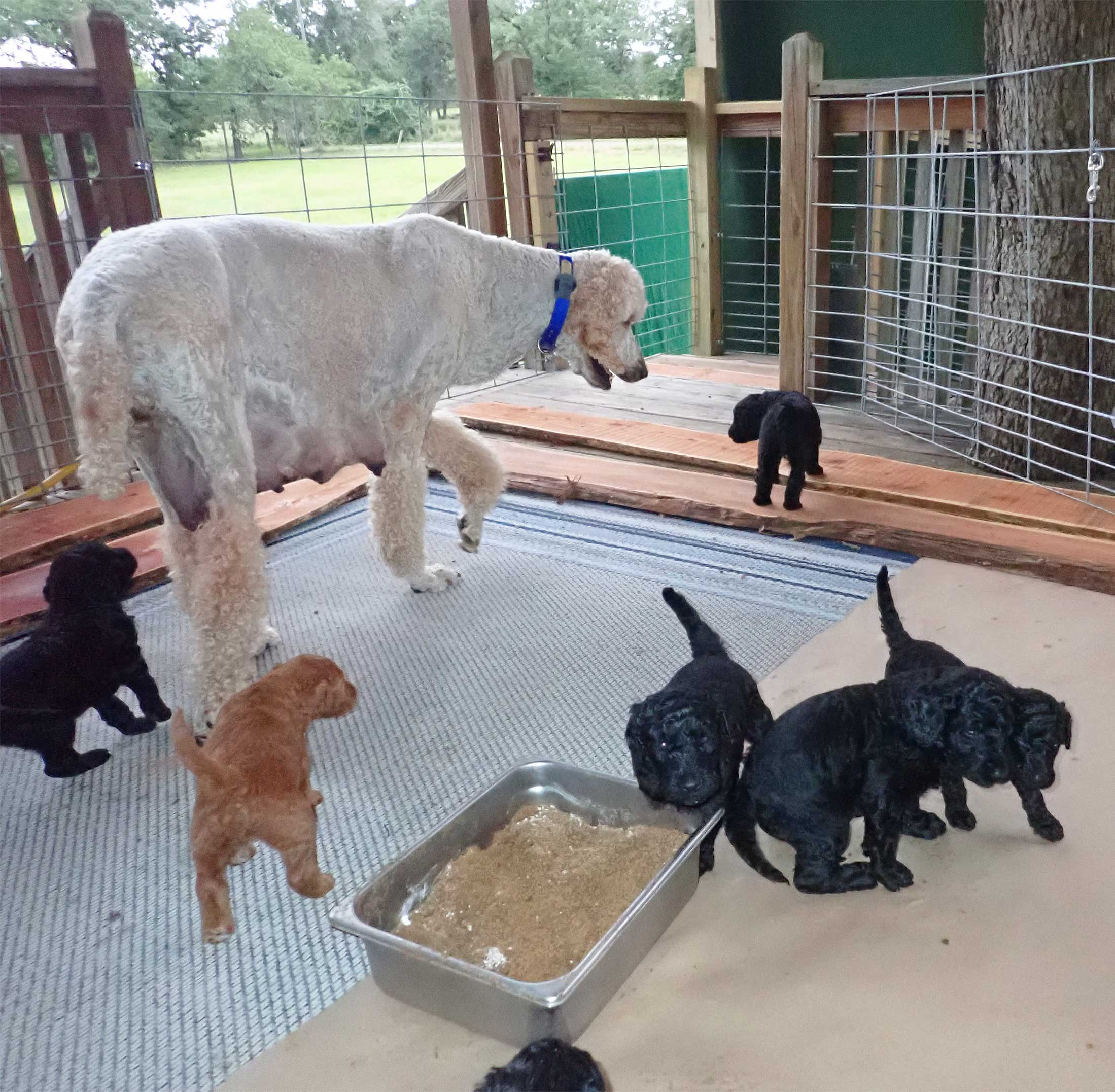 5wkRoyalstandardpoodlepuppiesforsalenbd23