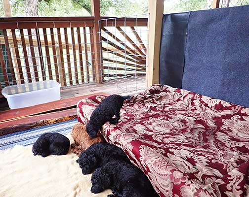 5wkRoyalstandardpoodlepuppiesforsalenbd25