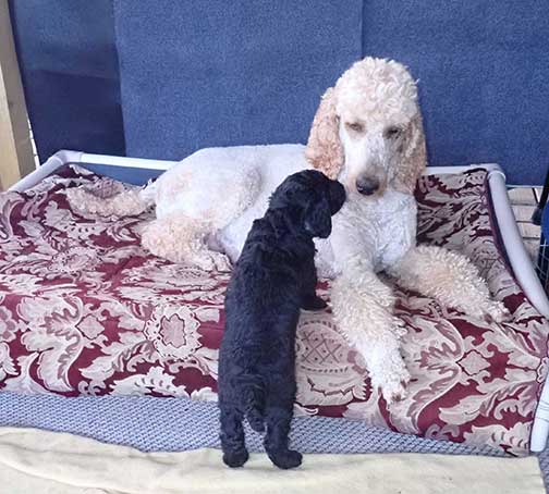 5wkRoyalstandardpoodlepuppiesforsalenbd27