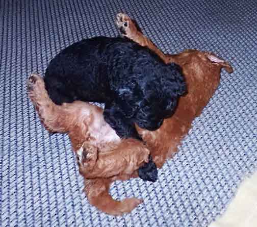 5wkRoyalstandardpoodlepuppiesforsalenbd28