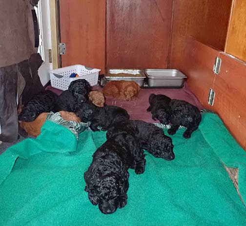 5wkRoyalstandardpoodlepuppiesforsalenbd29