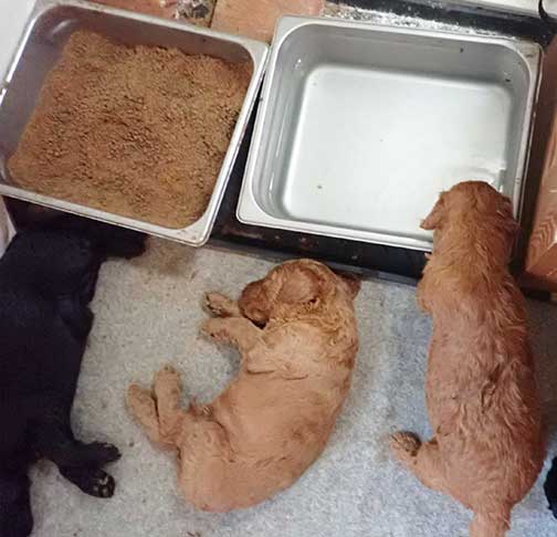 5wkRoyalstandardpoodlepuppiesforsalenbd30