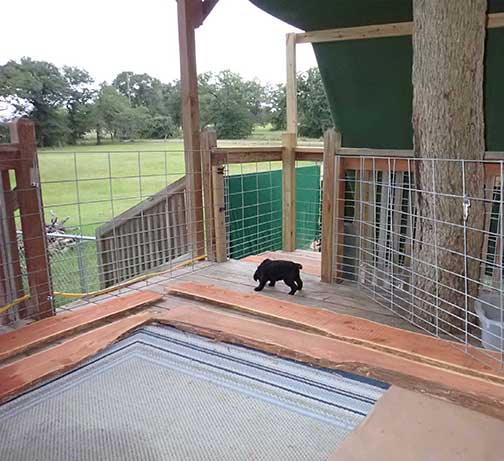 5wkRoyalstandardpoodlepuppiesforsalenbd31