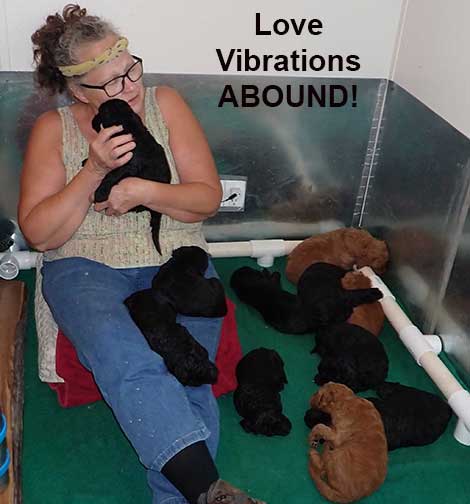 5wkRoyalstandardpoodlepuppiesforsalenbd32