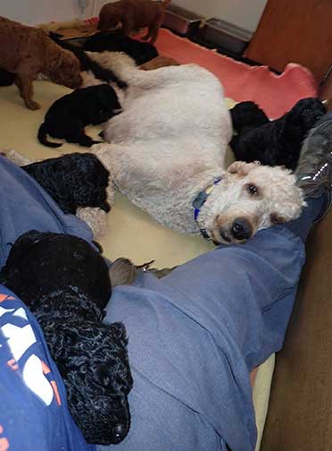 5wkRoyalstandardpoodlepuppiesforsalenbd34