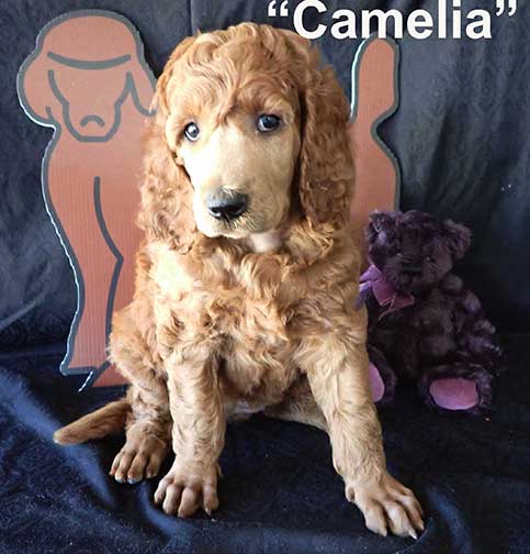 6wkCameliaredroyalstandardpoodles