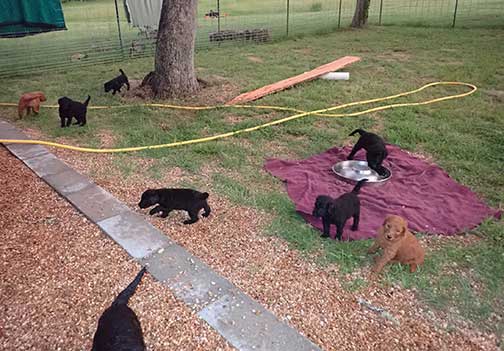 7wkRoyalstandardpoodlepuppiesforsalenbd01