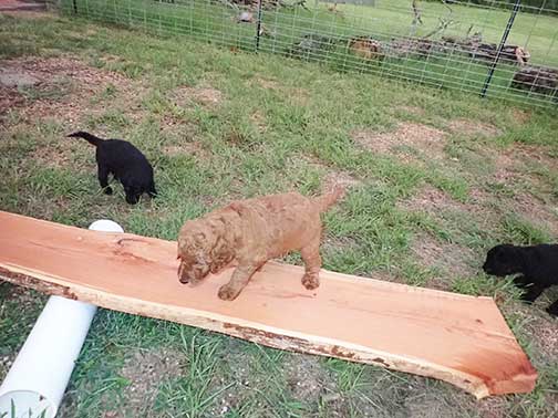 7wkRoyalstandardpoodlepuppiesforsalenbd02