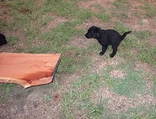 7wkRoyalstandardpoodlepuppiesforsalenbd03