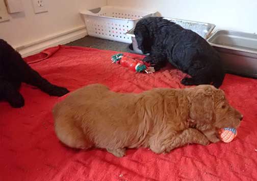 7wkRoyalstandardpoodlepuppiesforsalenbd04