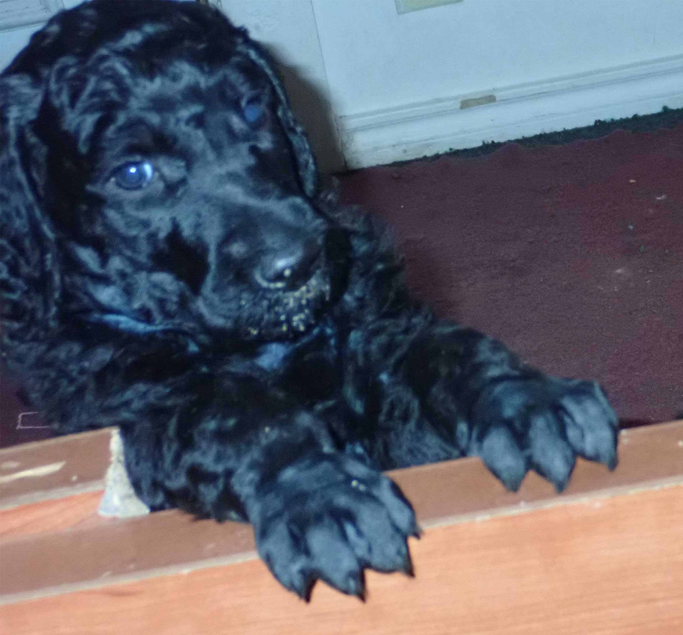 7wkRoyalstandardpoodlepuppiesforsalenbd08