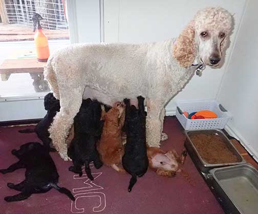 7wkRoyalstandardpoodlepuppiesforsalenbd09