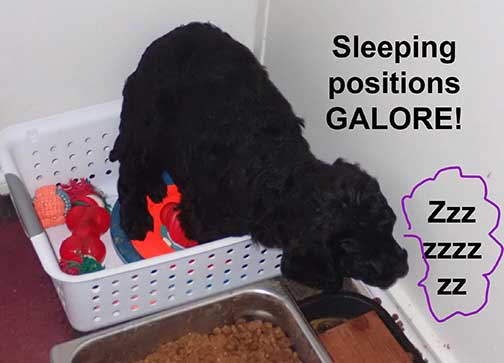 7wkRoyalstandardpoodlepuppiesforsalenbd10