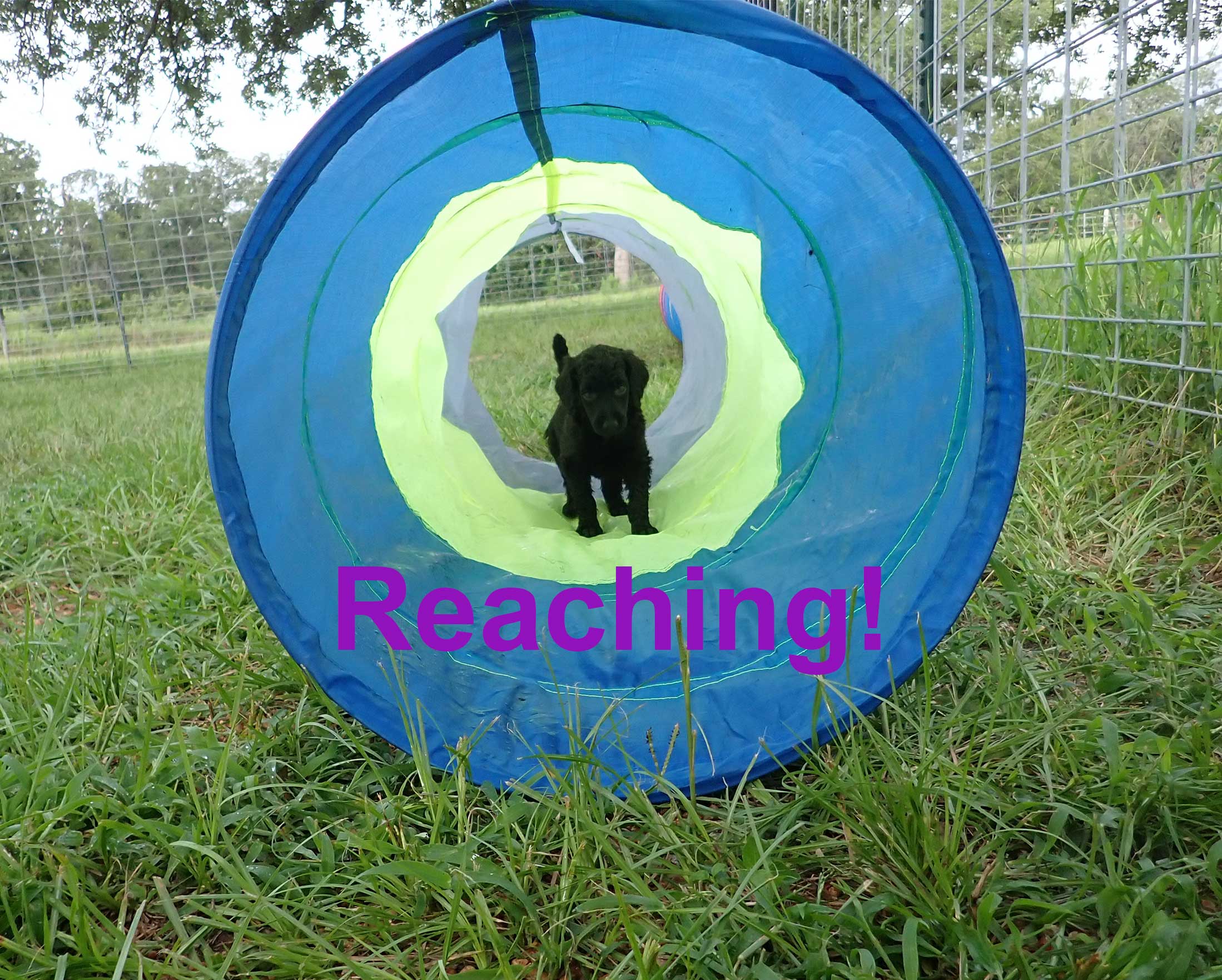 7wkRoyalstandardpoodlepuppiesforsalenbd12