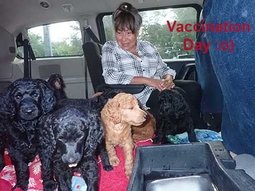 7wkRoyalstandardpoodlepuppiesforsalenbd16