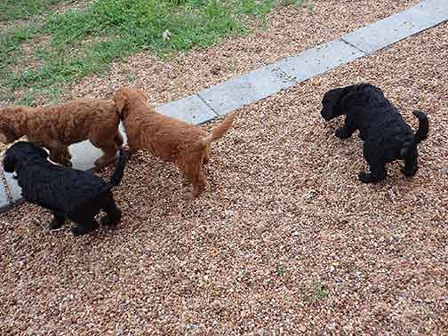 7wkRoyalstandardpoodlepuppiesforsalenbd17