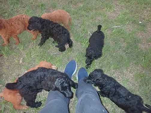 7wkRoyalstandardpoodlepuppiesforsalenbd21