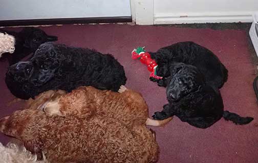 7wkRoyalstandardpoodlepuppiesforsalenbd27