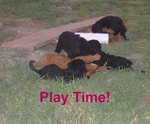 7wkRoyalstandardpoodlepuppiesforsalenbd28