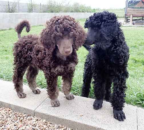 9wkgr01phantomstandardpoodle