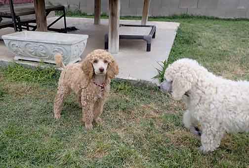 9wkgr05phantomstandardpoodle