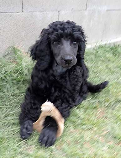 9wkgr08phantomstandardpoodle