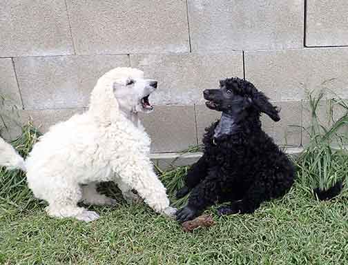 9wkgr10phantomstandardpoodle