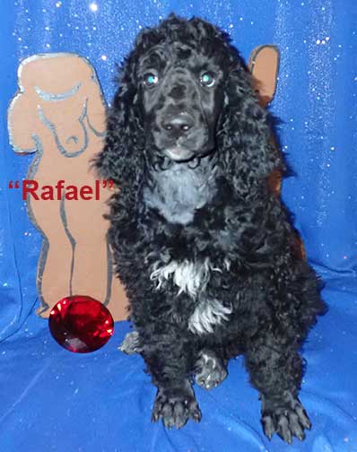 9wkjdRafaelroyalstandardpoodle