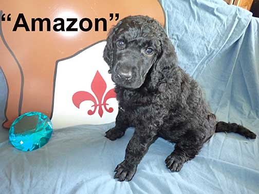 Amazon4254standardpoodlepuppiesforsalenbd5wks