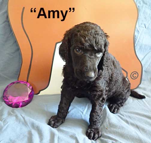 Amy3852standardpoodlepuppiesforsalenbd5wks