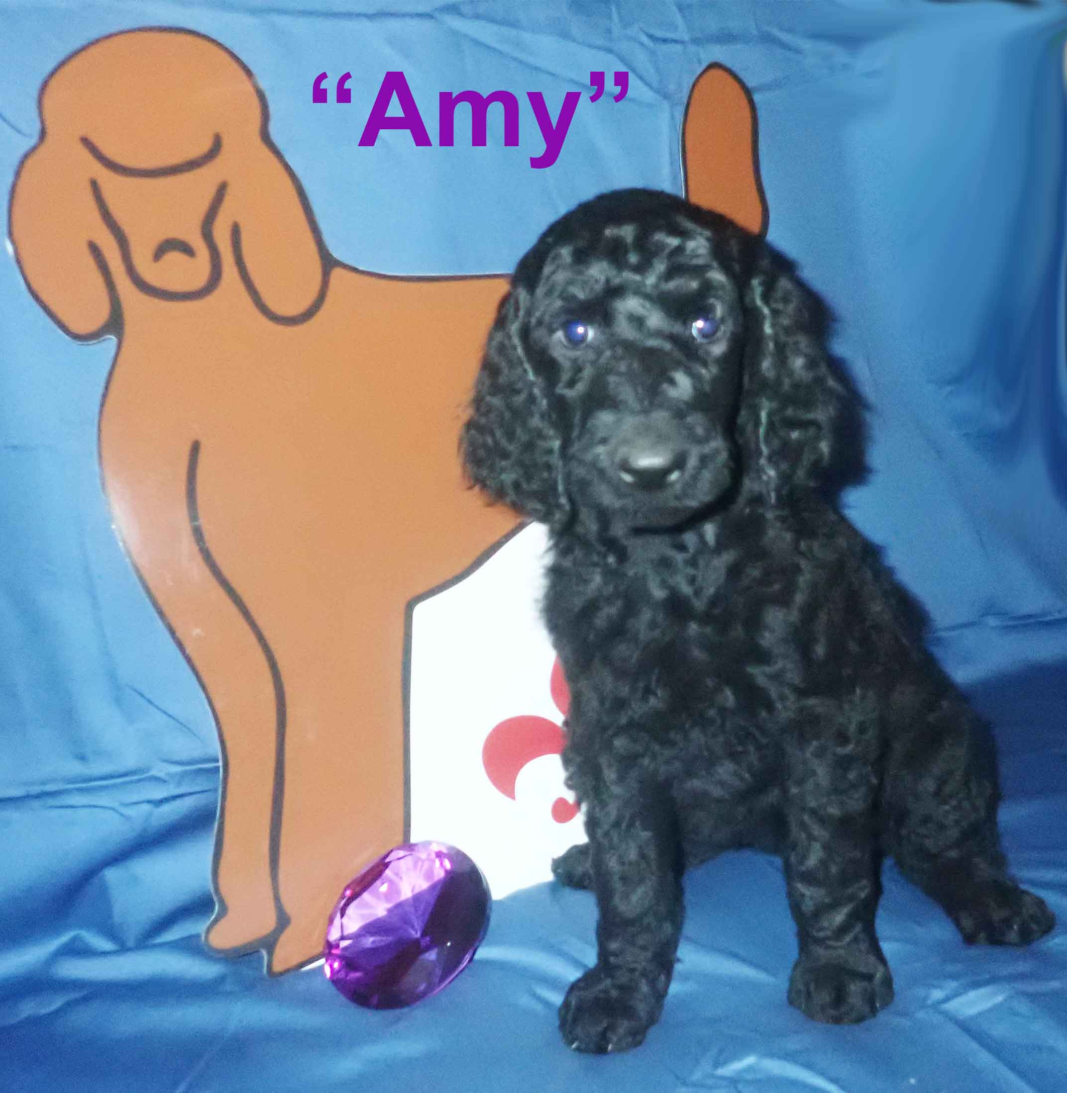 Amy3852standardpoodlepuppiesforsalenbd7wks