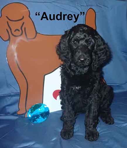 Audrey4254standardpoodlepuppiesforsalenbd7wks